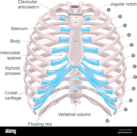 Thoracic Cage Is Made Up Of Bones And Cartilage Along It Consists Of