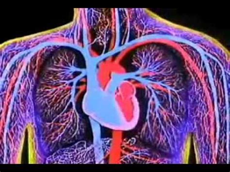 3D ANIMATION OF WORKING OF HEART - YouTube