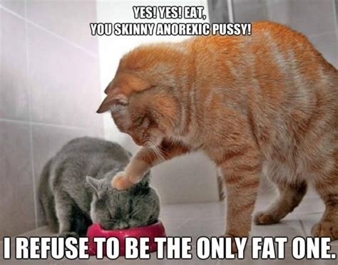 Just like watching funny cat videos, cat memes featuring our favorite felines are just as hilarious. Pin on Animal