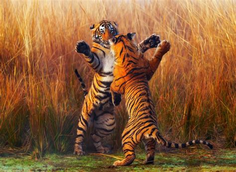 Two Tiger Fightining Hd Animals 4k Wallpapers Images Backgrounds