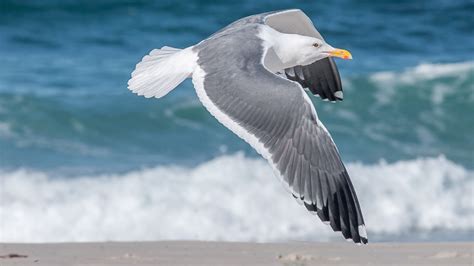 Free Images Sea Ocean Bird Wing Seabird Seagull Beak Flight