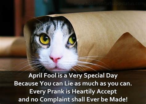 100 April Fool Best Pranks Status In English Funny Cat Compilation