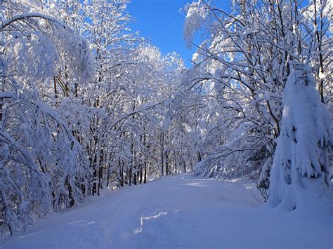 Wallpaper Trees Landscape Forest Nature Snow Winter Branch Ice