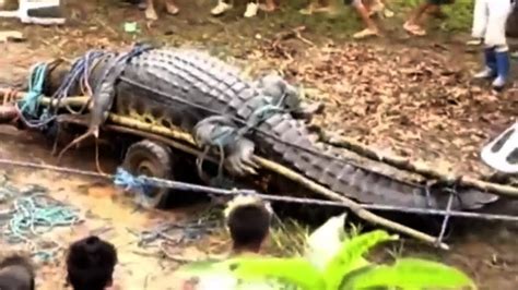 5 Biggest Crocodiles In The World Doovi