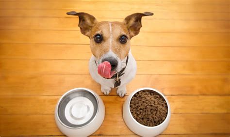 Best Low Phosphorus Dog Foods Updated For 2022 Az Animals