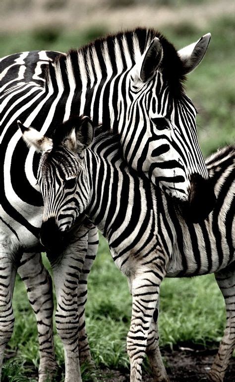 Zebras In A Lovely Amazing World Mothers And Babies Animal Kingdom