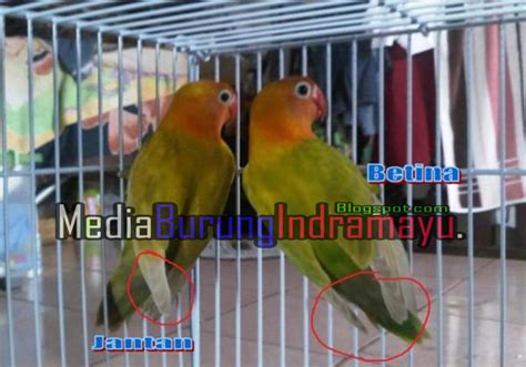 Cendet / pentet jantan dan betina, burung cendet memeiliki nama lain burung pentet. Cara Membedakan Lovebird Jantan dan Betina - Media Burung Indramayu