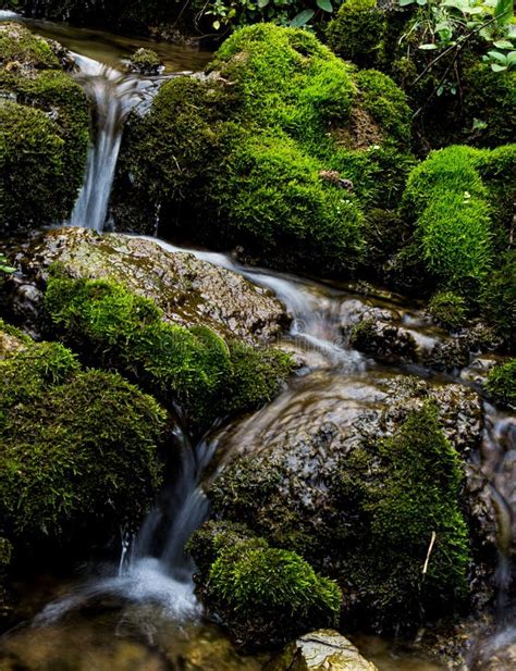 Moss And Grass In The Stream Stock Photo Image Of Dark Slowly 173610838