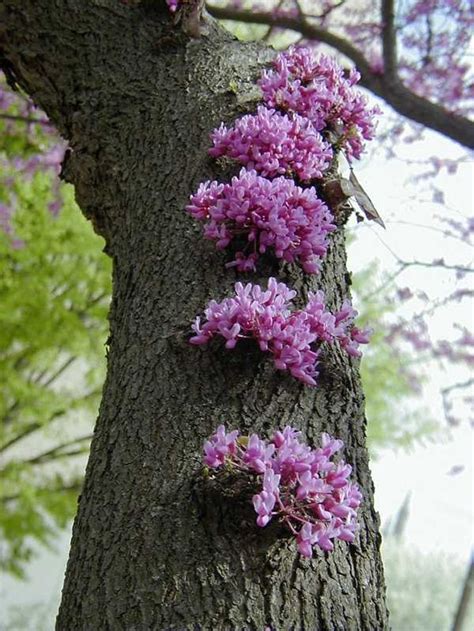 Cercis Canadensis Eastern Redbud Cold Hardy Flowering Tree 20 Seeds