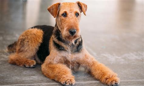 Razas de perro terrier de tamaño grande y mediano Foto 3