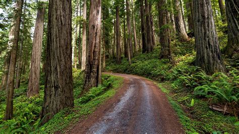 Redwood Forest Back Road Northern California Desktop Wallpaper
