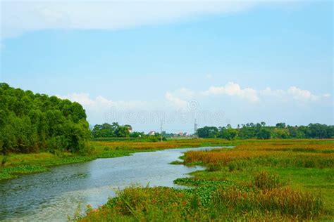 Tranquil Scenery In The Wetlands Stock Photo Image Of Paddy