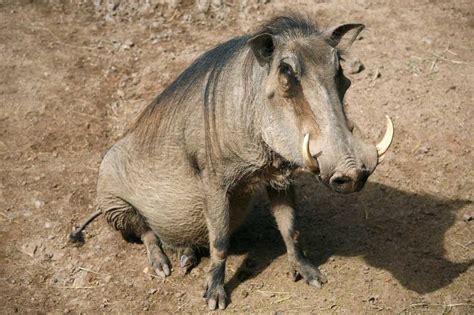 Common Warthog Facts Pictures Video And In Depth Information