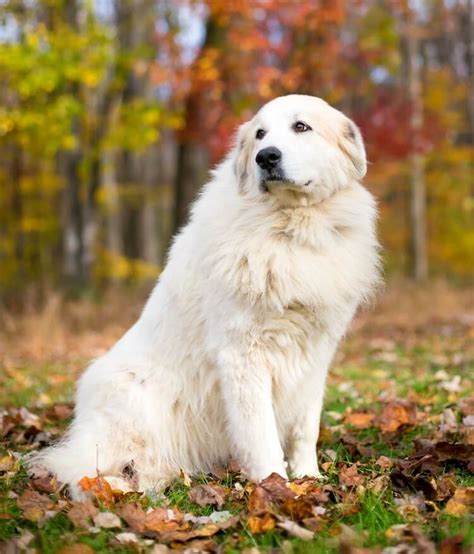26 White Dog Breeds Small Big And Fluffy White Dogs Marvelous Dogs