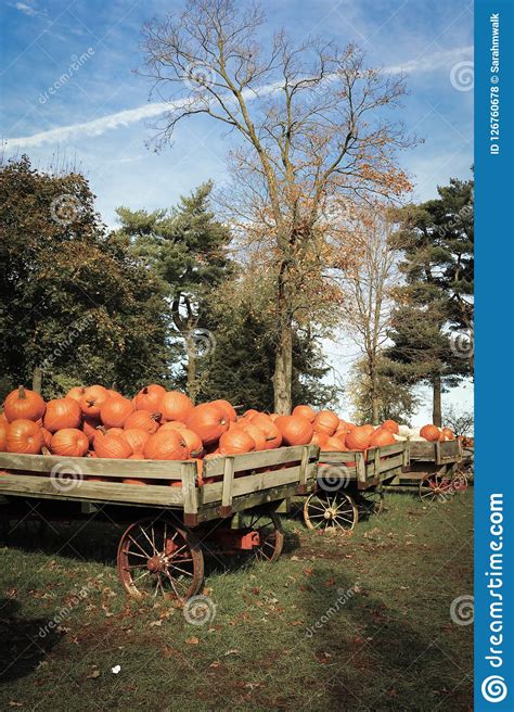 Cart Overflowing With Freshly Picked Pumpkins Stock Photo - Image of ...