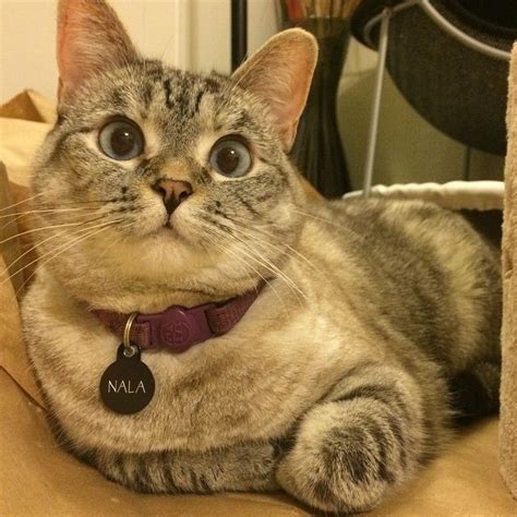 10 Best Nala Cat Images On Pinterest Baby Kittens Kitten And Kittens