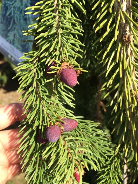 Weeping Norway Spruces Have The Cutest Cones Gardening