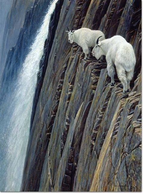 Rock Climbing Mountain Goats Scale Some Of The Most