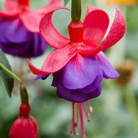 Check out some of the many varieties we have to offer… army nurse. Fuchsia 'Army Nurse' (Garden Ready) | Van Meuwen