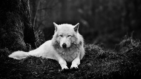 Download cool phone wallpapers at vividscreen. Cool Wolf HD Wallpaper | 2020 Live Wallpaper HD