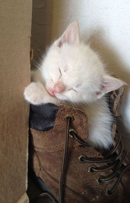 21 Photos Of Shoe Obsessed Cats That Will Make You Laugh Thecatsite