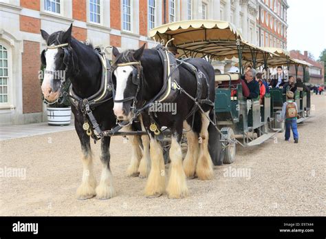Horse Drawn Carriage For Tourists In The Gardens Of Hampton Court