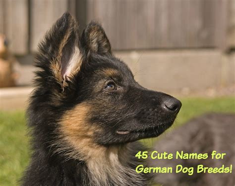 45 Best Dog Names For German Shepherd Puppies Pethelpful