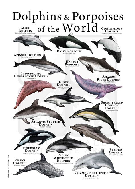 14 Types Of Dolphins And Their Pictures Nature Blog Network