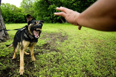DOGGY BOOT CAMP - When these instructors bark orders, their new