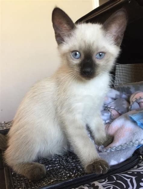 Chocolate Point Siamese Cat 101 Siamese Cats Cats Cat With Blue Eyes