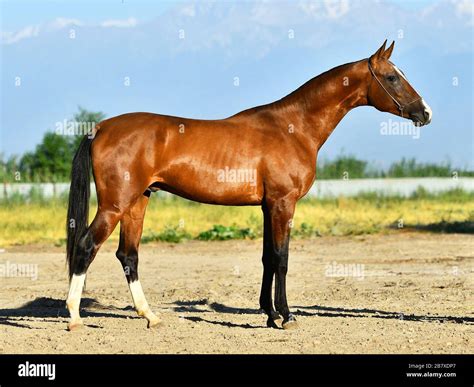 Bay Akhal Teke Stallion Posing In Show Halter Standing Sideways Stock