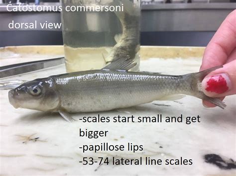 Catostomus Commersoni White Sucker Collected In Montgomery Flickr