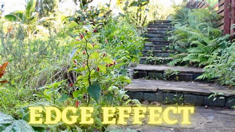 Defining The Edge Effect Principles Of Permaculture Eat And Be