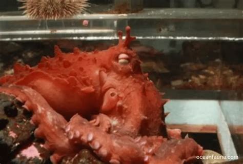 Giant Pacific Octopus Habitat Description And Facts Ocean Fauna