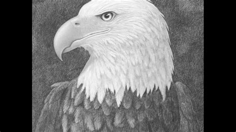 Cómo Dibujar Un águila De Cabeza Blanca Calva A Lápiz Youtube