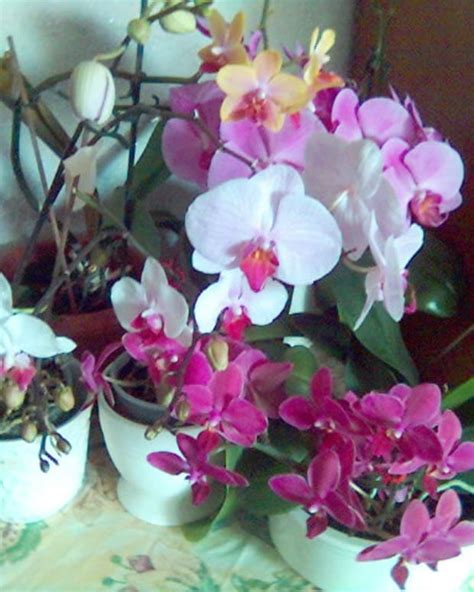 Basic Orchid Care How To Fix A Broken Orchid Stem Dengarden Home
