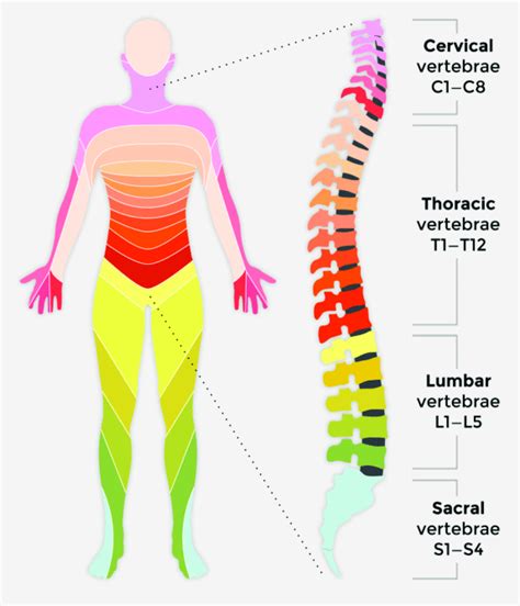 3 Spinal Cord Injury Levels Download Scientific Diagram