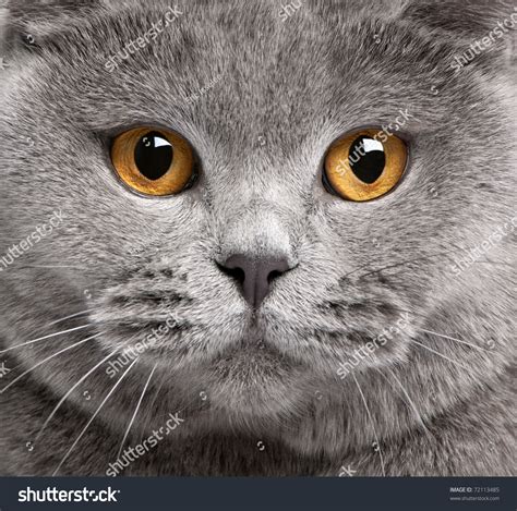 163909 Close Up Cat Face Images Stock Photos And Vectors Shutterstock