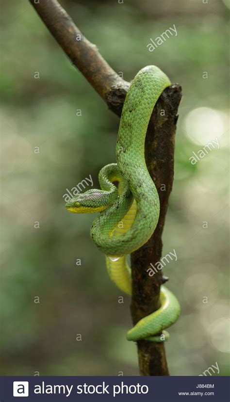 Indian Green Pit Viper Stock Photo Alamy