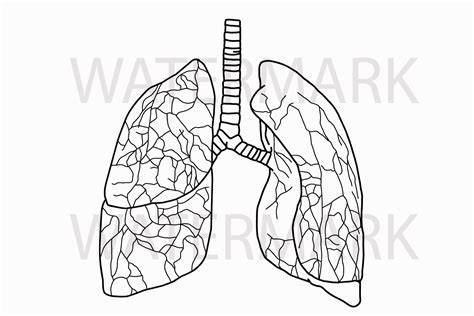 Human Real Lungs Outline With Detailed Svgpng Hand Drawing