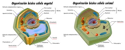 Monsebiologia Practica 2 Observación De Células Animales Y Vegetales