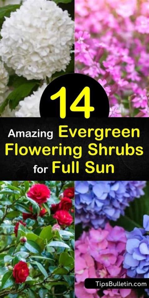 Maybe you would like to learn more about one of these? 14 Amazing Evergreen Flowering Shrubs for Full Sun ...