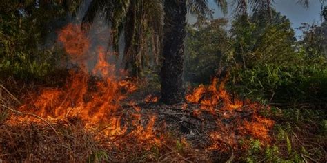 Kebakaran Lahan Gambut Di Kampar Hektare Kebun Sawit Hangus