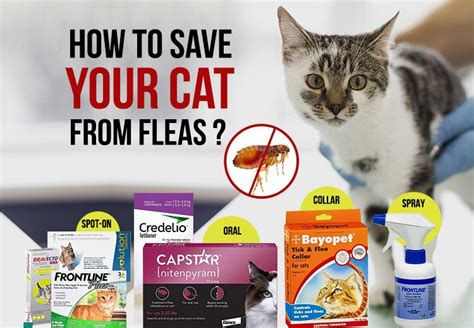 How To Get Rid Of Fleas From Your Cat