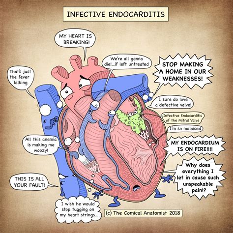 Infective Endocarditis The Comical Anatomist