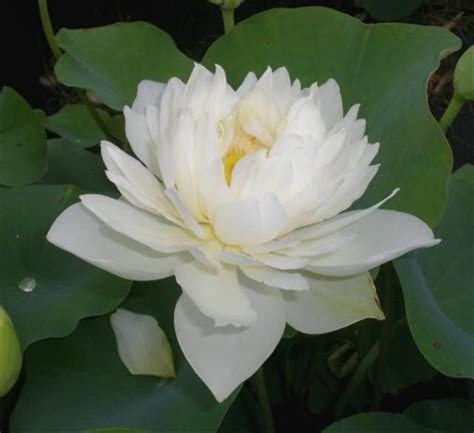 Therefore, its functional efficiency is important for your market reputation. Crystal White Nelumbo nucifera Pure white multi-petal ...