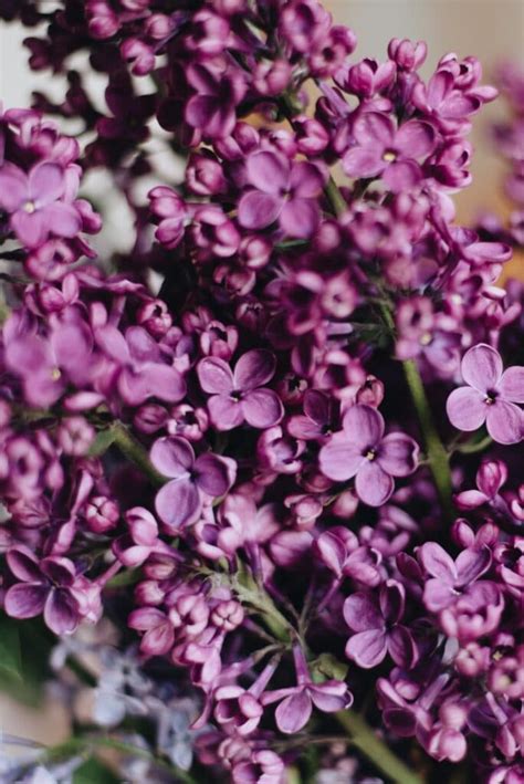 See full list on thespruce.com How to Plant Lilacs for Stunning Spring Blooms - Among the ...