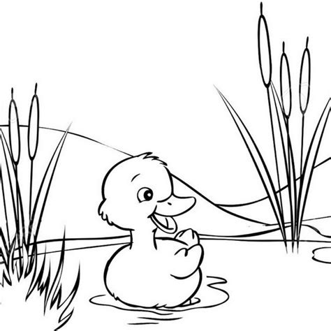 14 Cute Duck Coloring Pages For Kids Mitraland
