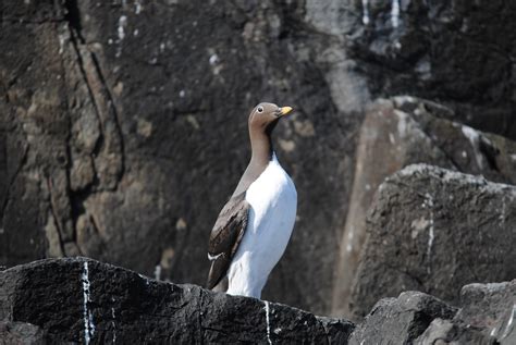 Yellow-billed Bridled Guillemot - Serenity Farne Islands Boat Tours and Trips