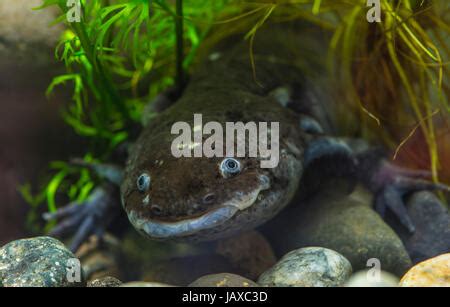 Axolotl Ambystoma Mexicanum Also Known As The Stock Photo Alamy